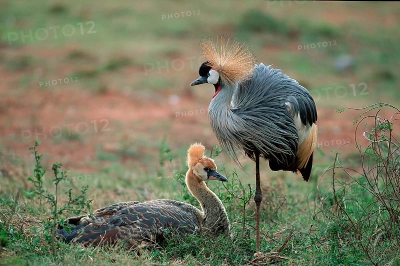 Crowned Crane with young, South_Africa (Balearica pavonina regulorum)