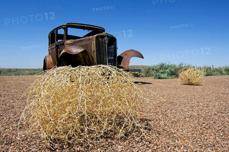 Old rusty car and spiny Russian thistle, windwitch (Kali tragus) (Salsola tragus) (Salsola iberica), which forms round bushes that then dry up and fall over in the wind, Arizona, USA, North America