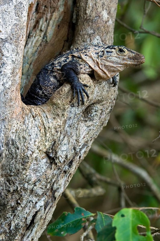 Black spiny-tailed iguana (Ctenosaura similis), black iguana, black ctenosaur in tree cavity, Costa Rica, Central America