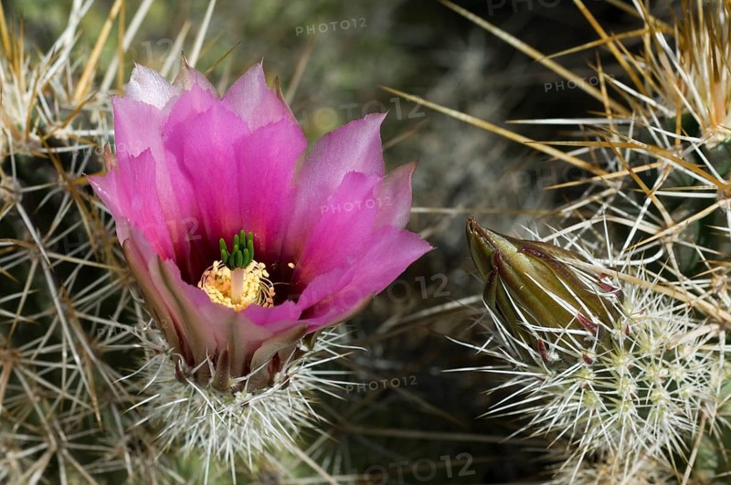 Golden hedgehog cactus, Nichols hedgehog cactus (Echinocereus nicholii) close-up of pink flower and bud, Organ Pipe Cactus National Monument, Arizona, USA, North America
