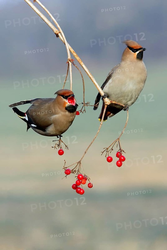 Bohemian Waxwings (Bombycilla garrulus) picking Common Snowball berries, Lower Saxony, Germany, Europe