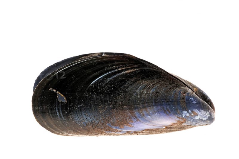 Common (Mytilus edulis) mussel, blue mussel shells on white background