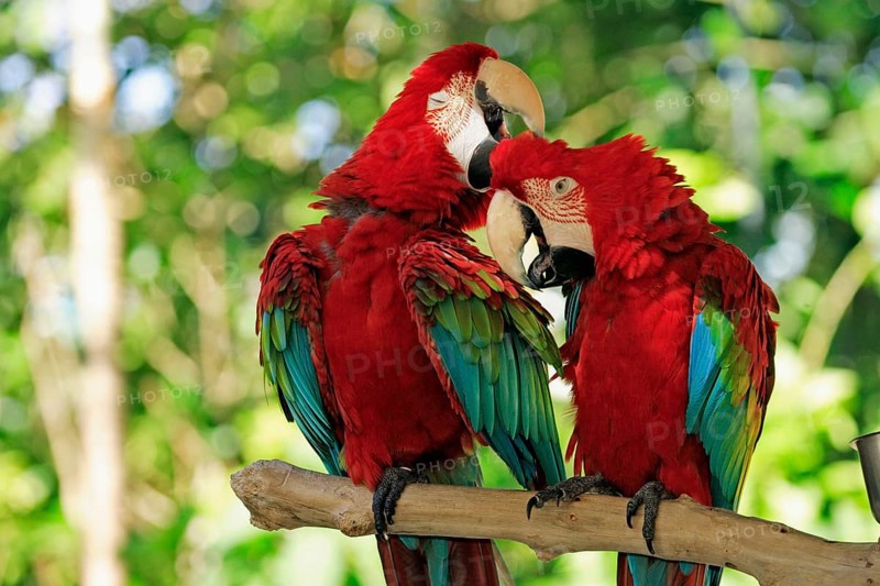 Red-and-green macaws (Ara chloroptera), pair