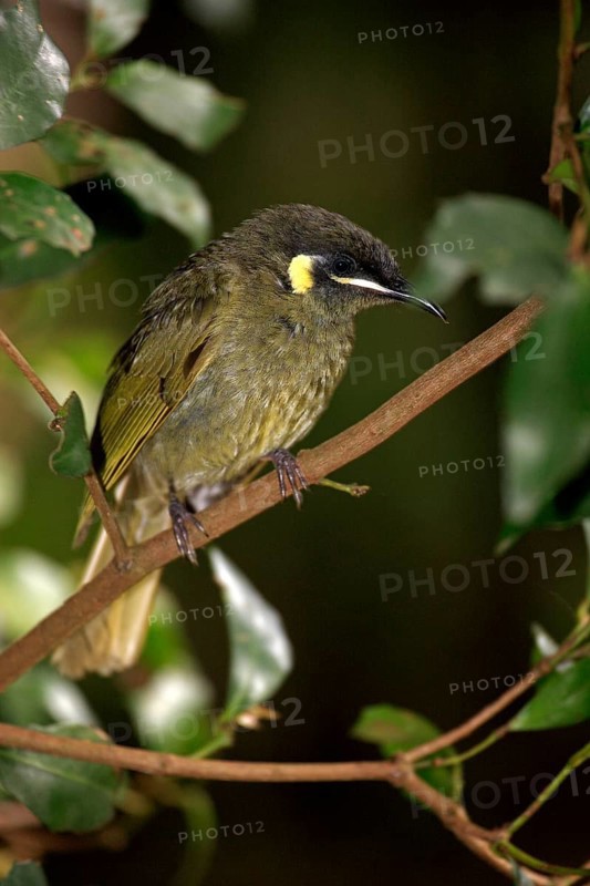 Golden-eared Honeyeater, Lamington National Park (Meliphaga lewinii), Australia, Oceania