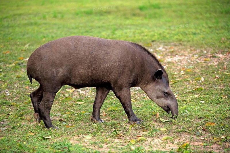 Brazilian Tapir (Tapirus terrestris), Pantanal, Brazil, Lowland Tapir, South America