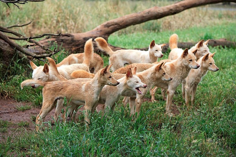 Dingos (Canis familiaris dingo) Australia