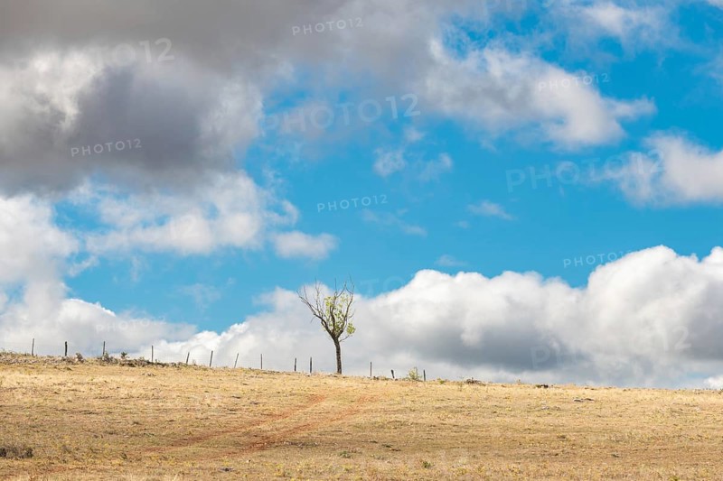 Small tree in the desolate countryside on a sunny summer day. Cevennes, France, Europe