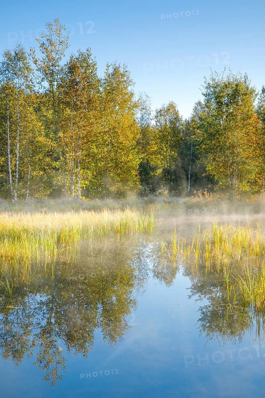 The first rays of sunlight bathe the birch forest and grasses in a warm light, clouds of mist drift across the water surface reflecting the vegetation of the upland moor near Les Ponts-de-Martel, Canton Neuchâtel, Switzerland, Europe
