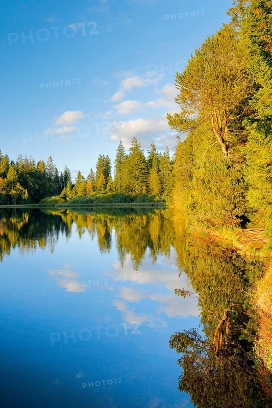 Spruce and pine forest along the lakeshore of the quiet Étang de la Gruère reflected in the water of the moor lake, Canton Jura, Switzerland, Europe