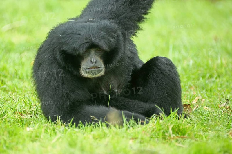 Siamang (Hylobates syndactylus), sitting, portrait, gibbons (Hylobatidae), gibbon, Hylobates, small apes, dry-nosed monkeys, monkey, primate, gentleman animals, monkeys, dry-nosed monkey, primates, haplorhini, mammal, animal, vertebrate, captive
