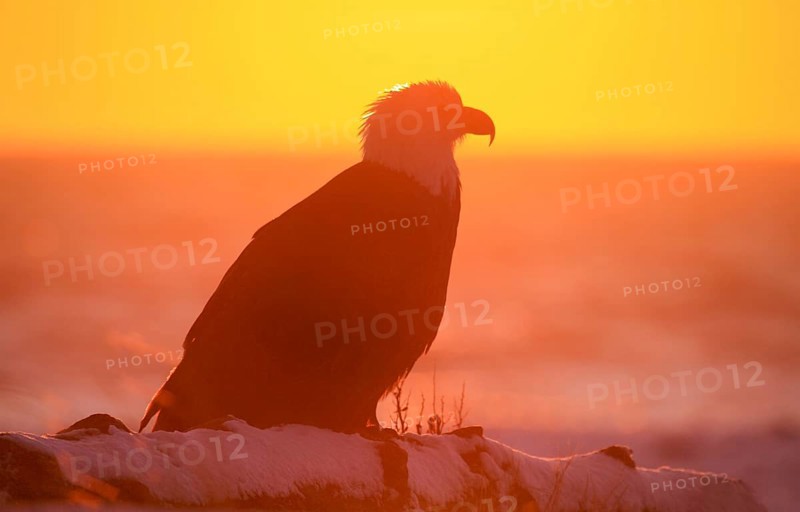 Bald Eagle (Haliaeetus leucocephalus), Bald Eagle, Homer, Kenai Peninsula, Alaska, USA, North America