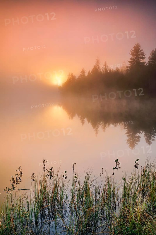 Sunrise over the mirror-smooth mire lake Étang de la Gruère in the canton of Jura, Switzerland, Europe