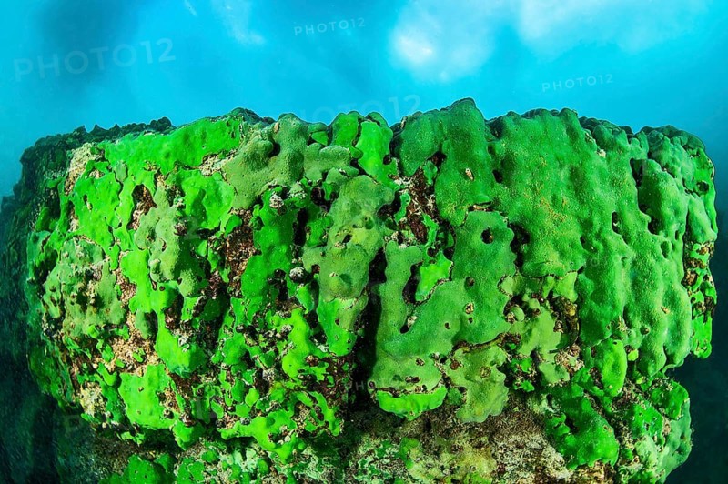 Sponge underwater, Lake Baikal, Olkhon Island, Pribaikalsky National Park, Irkutsk Province, Siberia, Russia, Europe