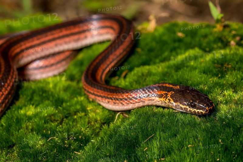 Madagascar Three-striped Ground Snake (Pseudoxyrhopus tritaeniatus), Marojejy National Park, Madagascar, Africa