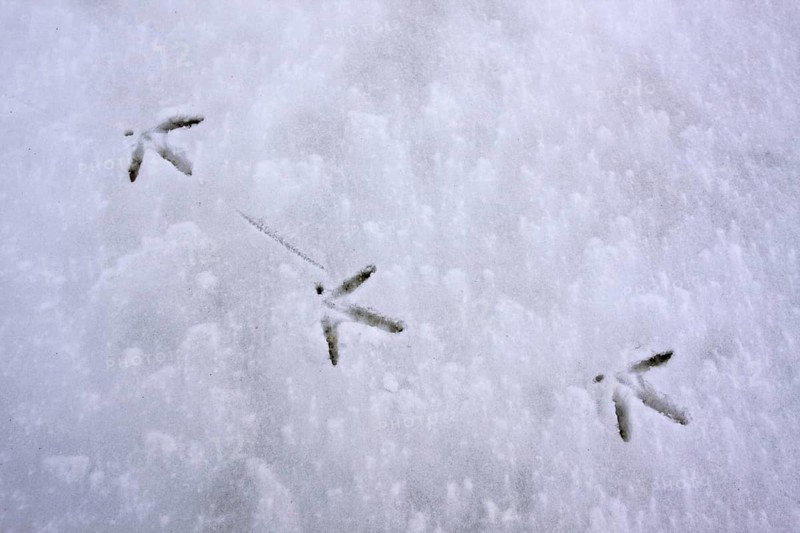 Eurasian oystercatcher (Haematopus ostralegus), tracks in the snow, Lower Saxon Wadden Sea National Park, East Frisian Islands, Lower Saxony, Germany, Europe