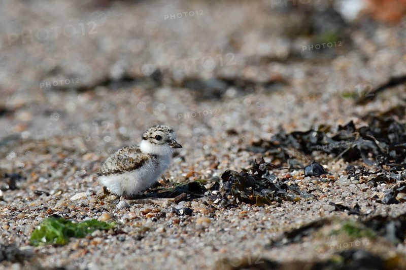 Little Ringed Plover (Charadrius hiaticula), young bird foraging on the beach, Lower Saxon Wadden Sea National Park, East Frisian Islands, Lower Saxony, Germany, Europe