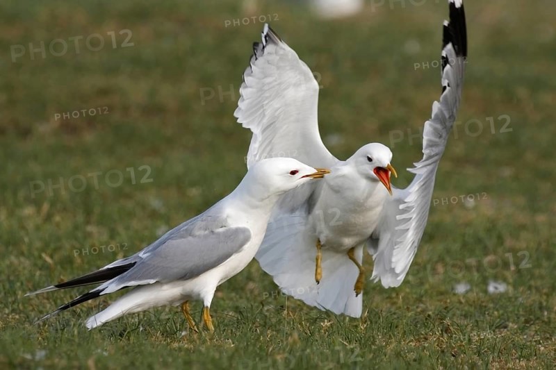 Common gull (Larus canus), territorial fight in the colony, Lower Saxony Wadden Sea National Park, East Frisian Islands, Lower Saxony, Germany, Europe