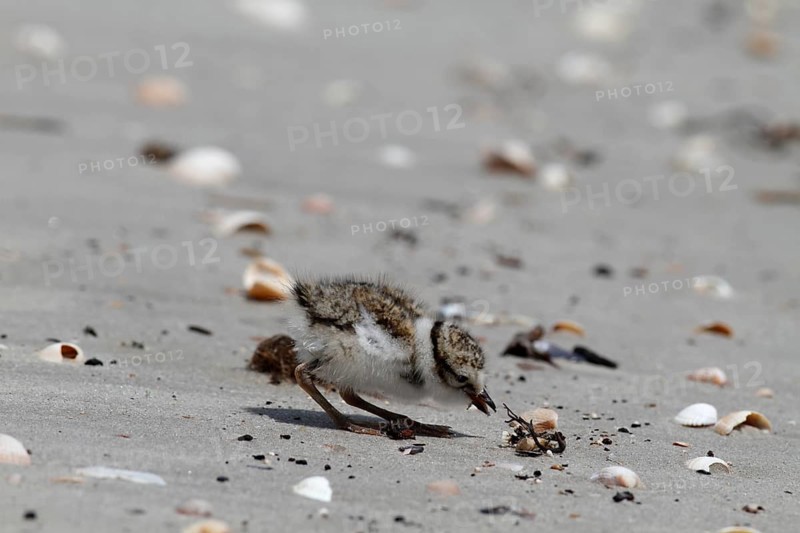 Little Ringed Plover (Charadrius hiaticula), young bird foraging on the beach, Lower Saxon Wadden Sea National Park, East Frisian Islands, Lower Saxony, Germany, Europe
