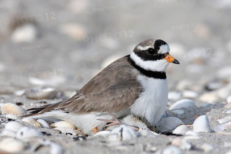 Little Ringed Plover (Charadrius hiaticula), adult bird on the clutch of eggs, Lower Saxony Wadden Sea National Park, East Frisian Islands, Lower Saxony, Germany, Europe