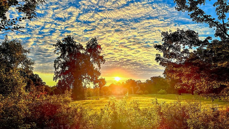 Sunrise, floodplain meadows, floodplain landscape on the Middle Elbe, morning mist, fog, sunrays, old oaks, solitary oaks, high summer, Middle Elbe Biosphere Reserve, Saxony-Anhalt, Germany, Europe