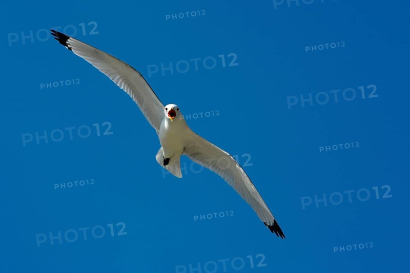 Black-legged Kittiwake (Rissa tridactyla), England