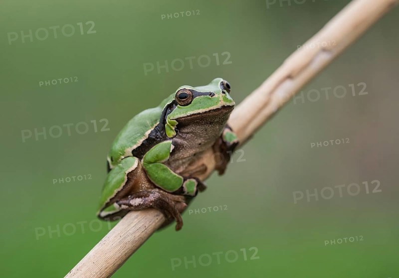 European tree frog (Hyla arborea) sits on a reed stalk, Lake Neusiedl National Park, Burgenland, Austria, Europe