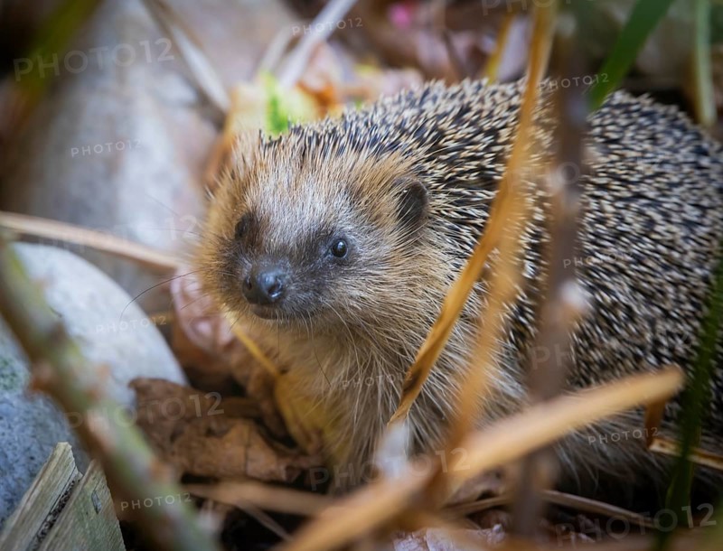 Hedgehog mother with young in the living environment of humans. A near-natural garden is a good habitat for hedgehogs, young hedgehogs can also be fed to give them a better chance of survival for hibernation, Bannewitz, Saxony, Germany, Europe