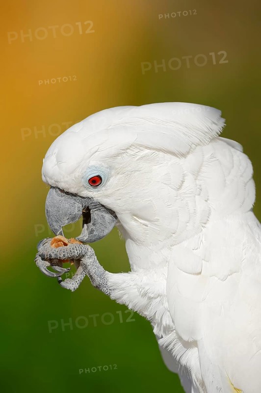 White cockatoo (Cacatua alba), portrait, captive, occurrence in Indonesia