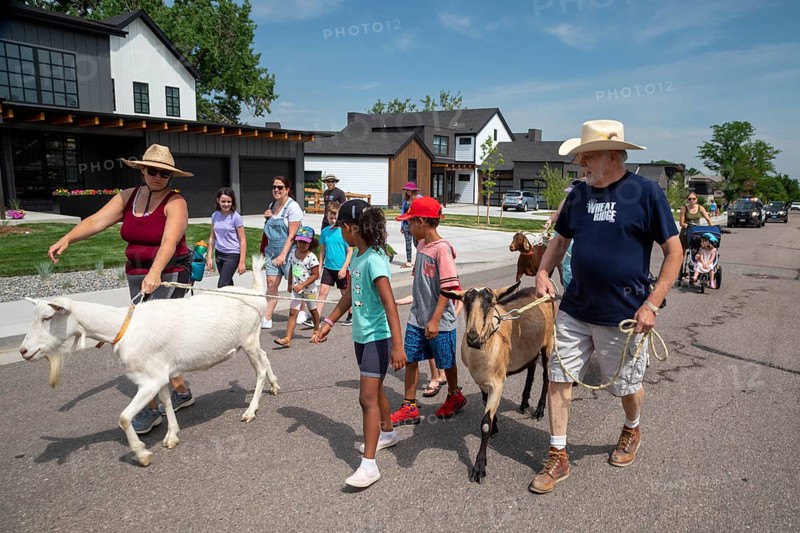 Wheat Ridge, Colorado, Accompanied by admiring children and adults, goats from 5 Fridges Farm parade to Lewis Meadows park where they will be allowed to graze for weed management and soil amendment