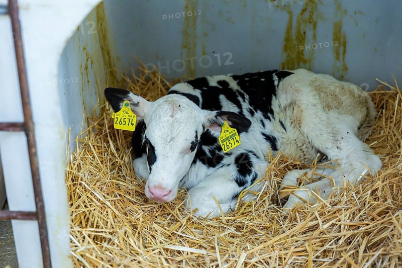 Federal Minister of Food and Agriculture, Cem Özdemir, visits Krabat Milchwelt in Wiitichenau together with Saxony's Minister of Agriculture, Wolfram Günther. Young calves, which are reared separately