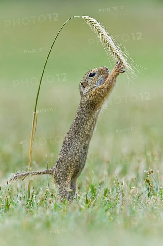 European ground squirrel (Spermophilus citellus) reaches for corn ear, Neusiedeler See National Park, Burgenland, Austria, Europe