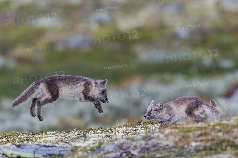 Arctic foxes (Vulpes lagopus), two puppies playing, Varanger, Northern Norway, Norway, Europe