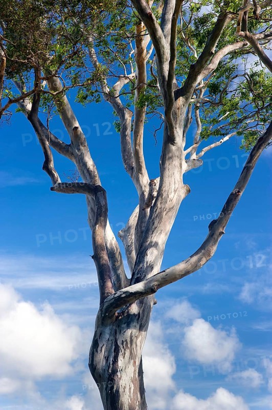 Eucalyptuses (Eucalyptus), tree, eucalyptus, flora, on the east coast, Queensland, Australia, Oceania