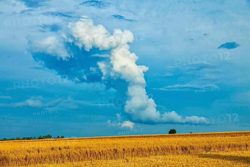 Harvested grain forest in the Ore Mountains near Oederan with a spectacular (cumulus) cloud
