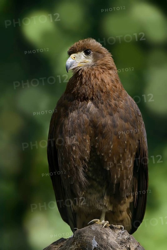 Mountain caracara (Daptrius megalopterus) (Phalcoboenus megalopterus), immature, captive, occurring in South America
