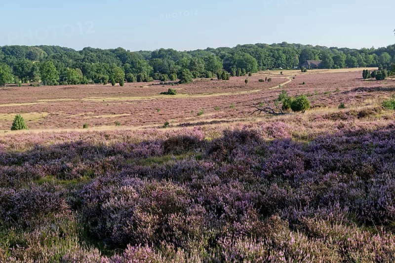 Heathland landscape and hiking trail during the heath blossom in the Lüneburg Heath nature reserve. Niederhaverbeck, Lower Saxony, Germany, Europe