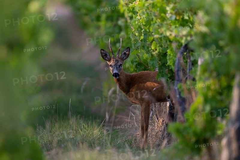 Roebuck in summer, Wittlich, Rhineland-Palatinate, Germany, Europe