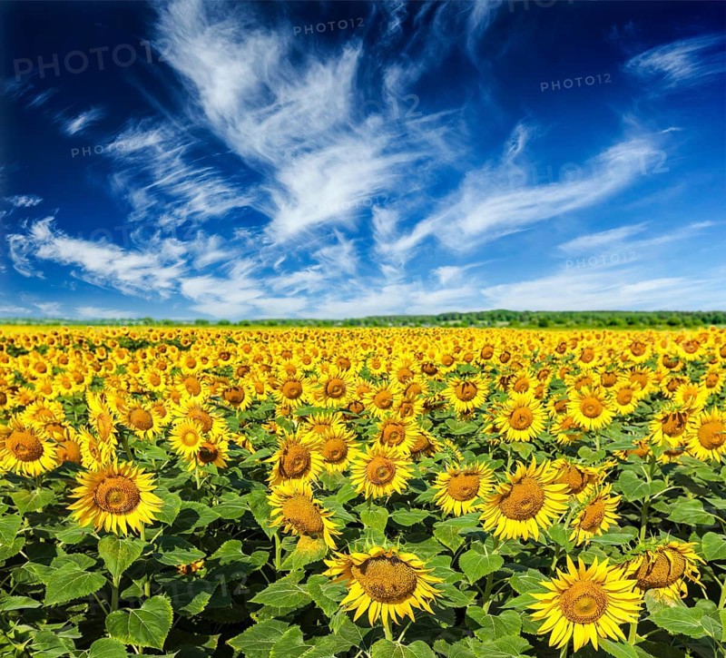Idyllic scenic summer landscape, blooming sunflower field and blue sky