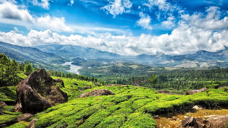 Panorama of green tea plantations in Munnar, Kerala, India, Asia