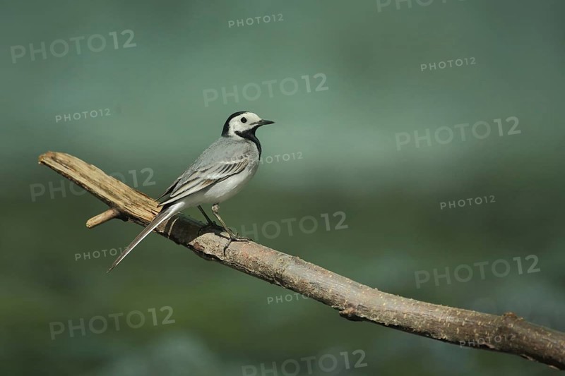 White wagtail (Motacilla alba), Branch, Eppstein, Taunus, Hesse, Germany, Europe