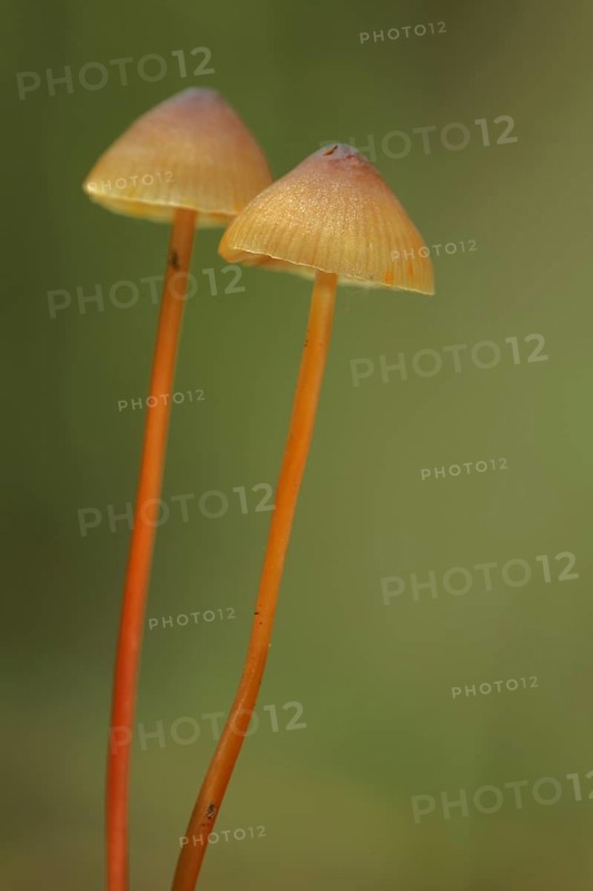 Saffrondrop bonnet (Mycena crocata), two, stalk, long, thin, Bremthal, Eppstein, Taunus, Hesse, Germany, Europe