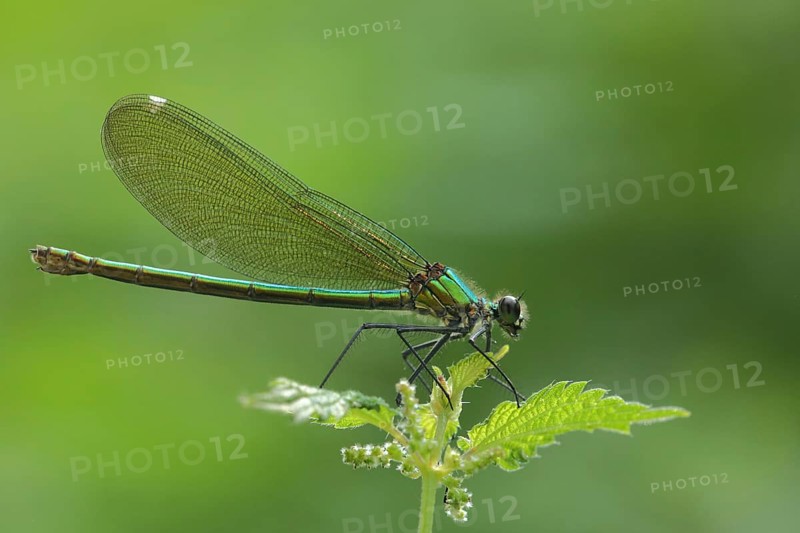Banded demoiselle (Calopteryx splendens), female, Wickerbach, Flörsheim, Taunus, Hesse, Germany, Europe