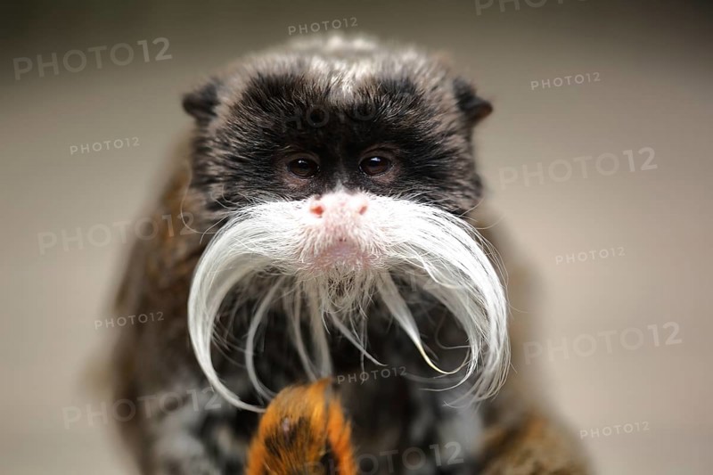 Caesarean tamarin, emperortamarin (Saguinus imperator), adult, portrait, captive
