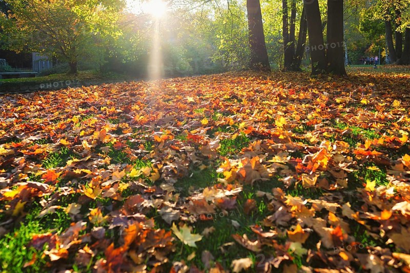 Golden autumn fall October in famous Munich relax place, Englischer Garten. English garden with fallen leaves and golden sunlight. Munchen, Bavaria, Germany, Europe