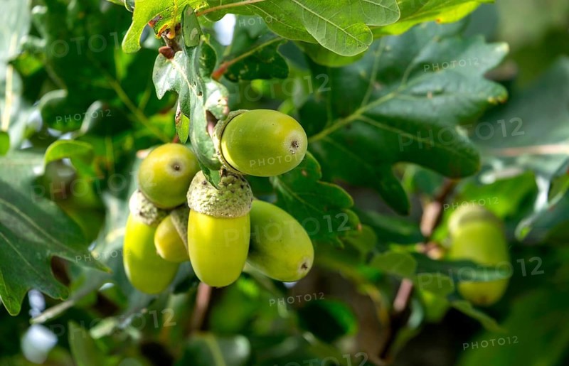 Acorns of a English oak (Quercus robur), Münsterland, North Rhine-Westphalia, Germany, Europe