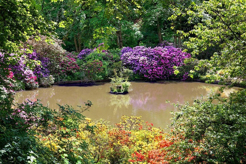 Rhododendron blossom around a pond in the castle park, created in the 18th century. Berleburg Castle, ancestral seat of the Sayn-Wittgenstein-Berleburg family, Bad Berleburg, climatic health resort, Wittgensteiner Land, Siegen-Wittgenstein district, North Rhine-Westphalia, Germany, Europe