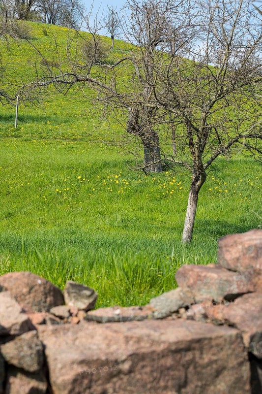 Dry stone wall, slope with old orchard with wild tulip (Tulipa sylvestris) in flower, Saxony, Germany, Europe