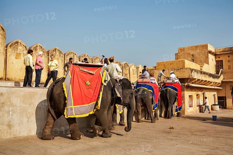 JAIPUR, INDIA, NOVEMBER, 18: Tourists riding elephants in Amber fort, Rajasthan, Elephant ride is a popular entertainment for tourists in India