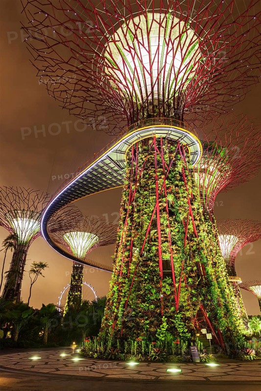 SINGAPORE, DECEMBER 31, 2013: Night view of Supertree Grove at Gardens by the Bay. Futuristic park spans 101 hectares is to become Singapore premier urban outdoor recreation space and national icon