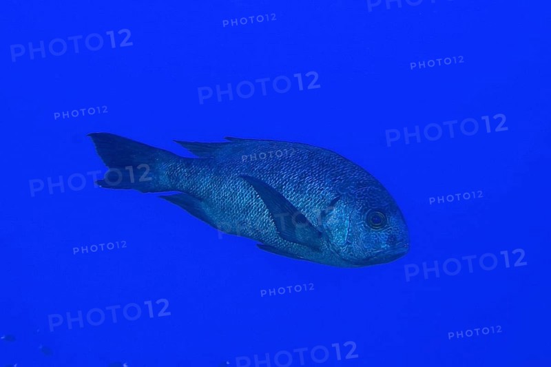 Black and white snapper (Macolor niger), Dangerous Reef Dive Site, St Johns Reef, Saint Johns, Red Sea, Egypt, Africa